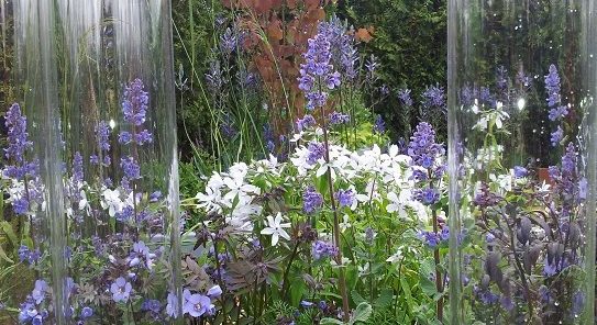 Nepeta flowers on one of the show gardens at RHS Malvern Spring 2015