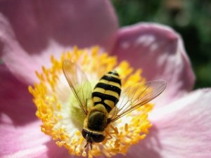 Bee on a flower - collecting for honey